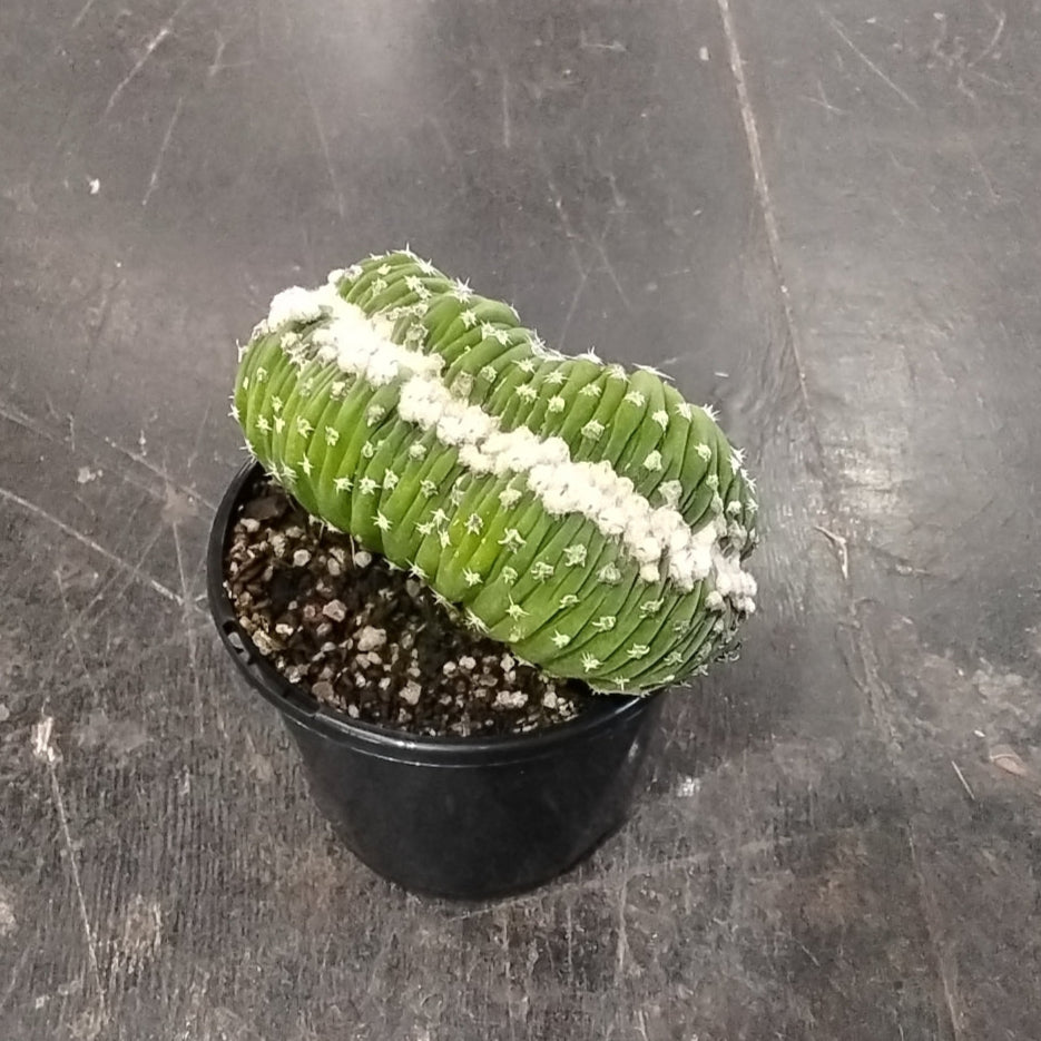 Echinopsis subdenudata f. cristata (syn. subdenudatus) - One Off Specials