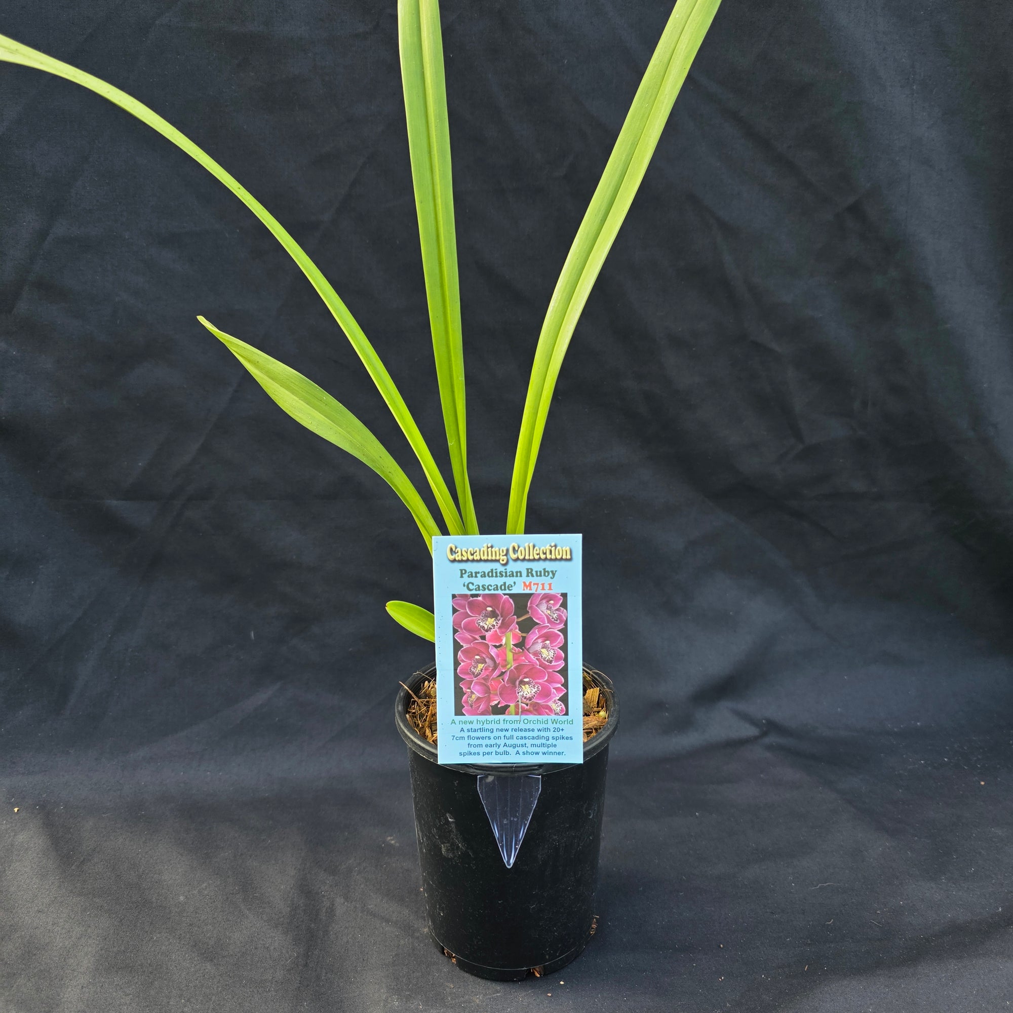 Cymbidium Paradisian Ruby ' Cascade'