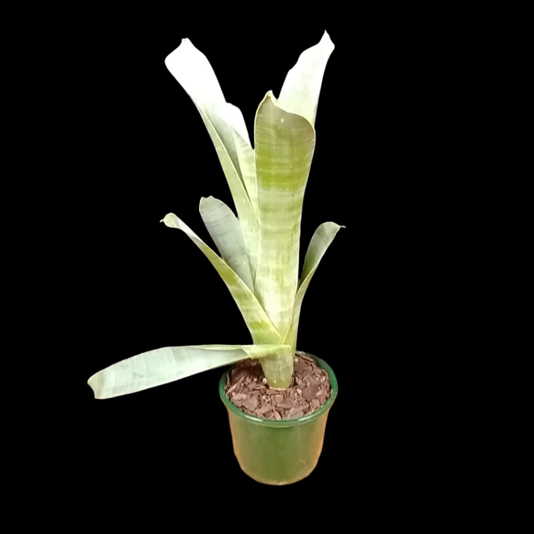 Brocchinia reducta – Carnivorous Bromeliad of the Tepuis