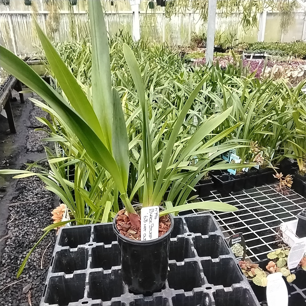 Cymbidium Black Stump '63 not out'