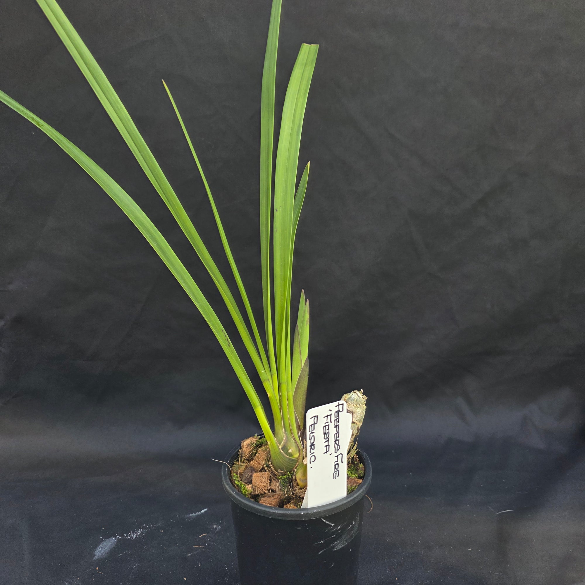 Cymbidium Peppers Fire 'Fiesta'