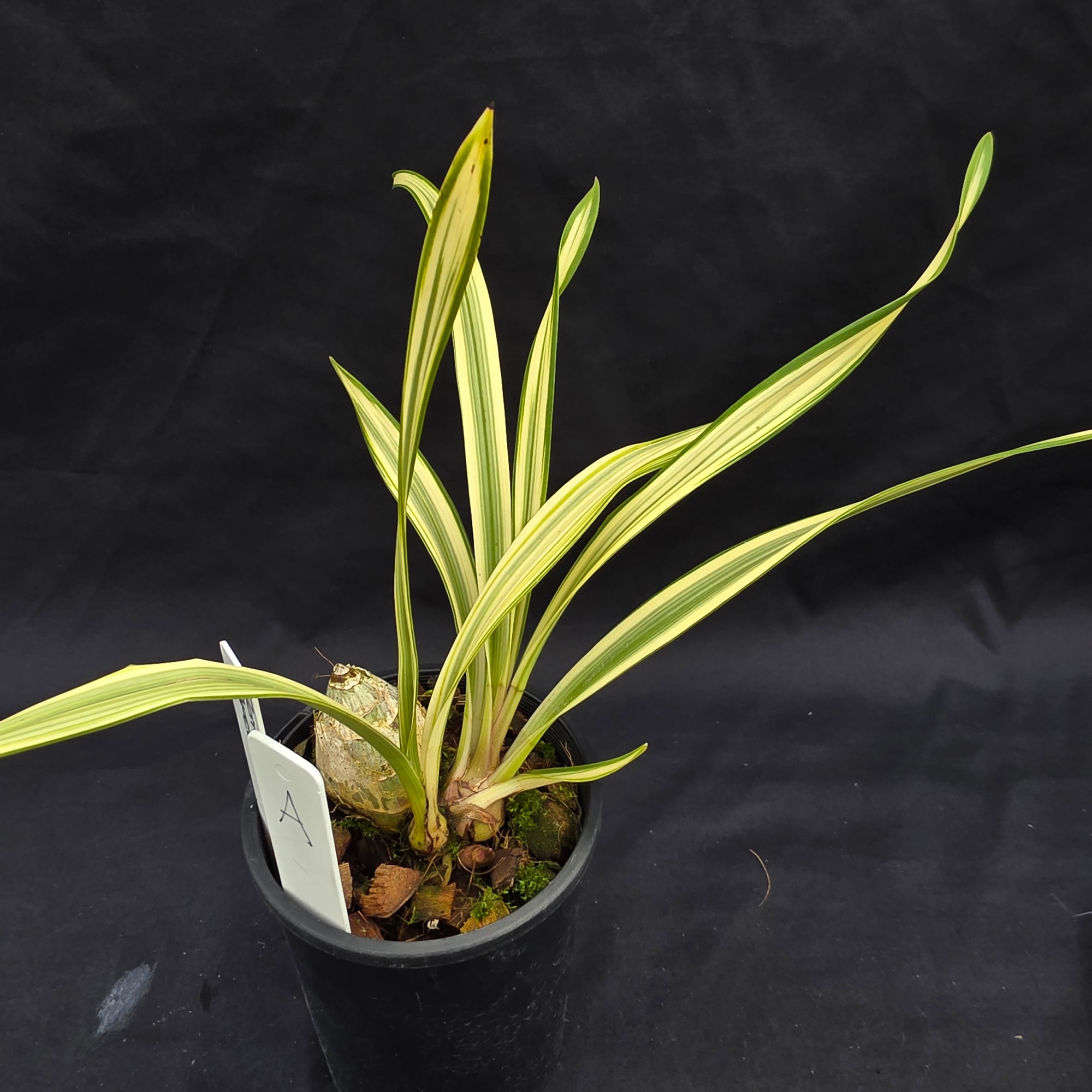 Cymbidium Rotorua 'Spell Bound' Variegated