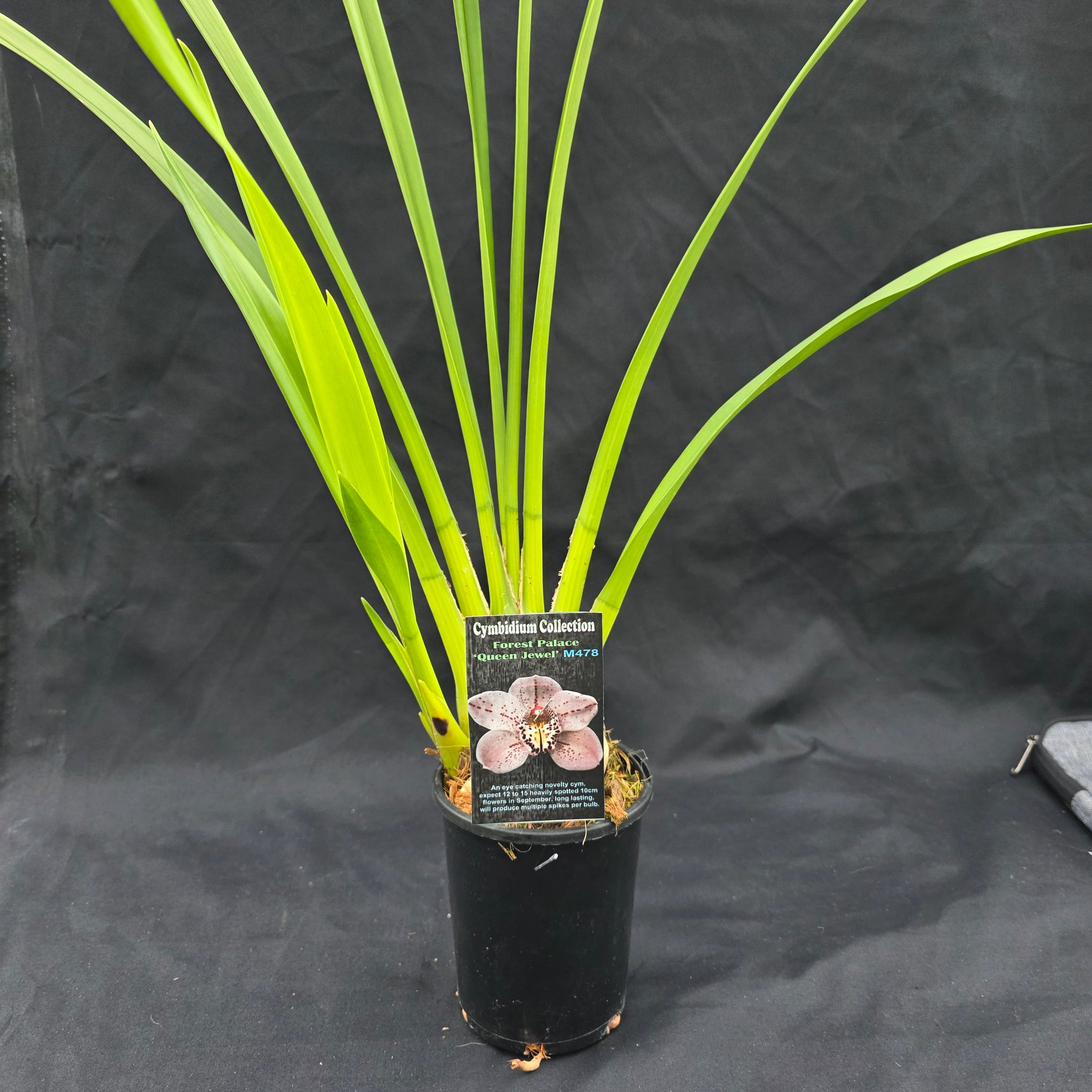 Cymbidium Forrest Place 'Queen Jewel'