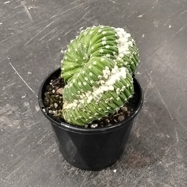 Echinopsis subdenudata f. cristata (syn. subdenudatus) - One Off Specials