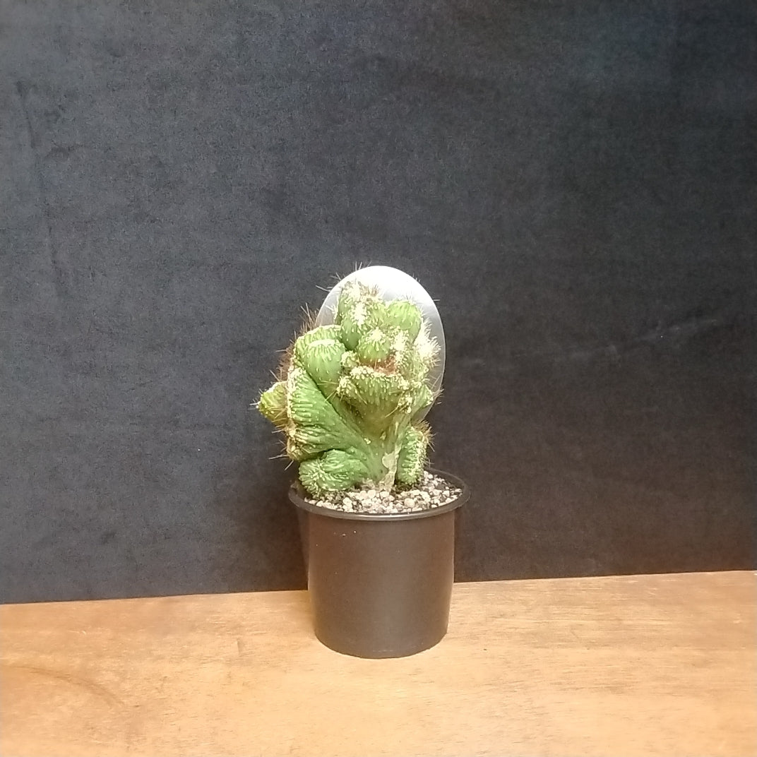 Cereus repandus (Syn. peruvianus)  'Monstrose'