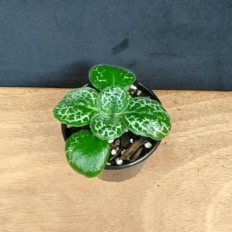 Streptocarpus 'Pretty Turtle'