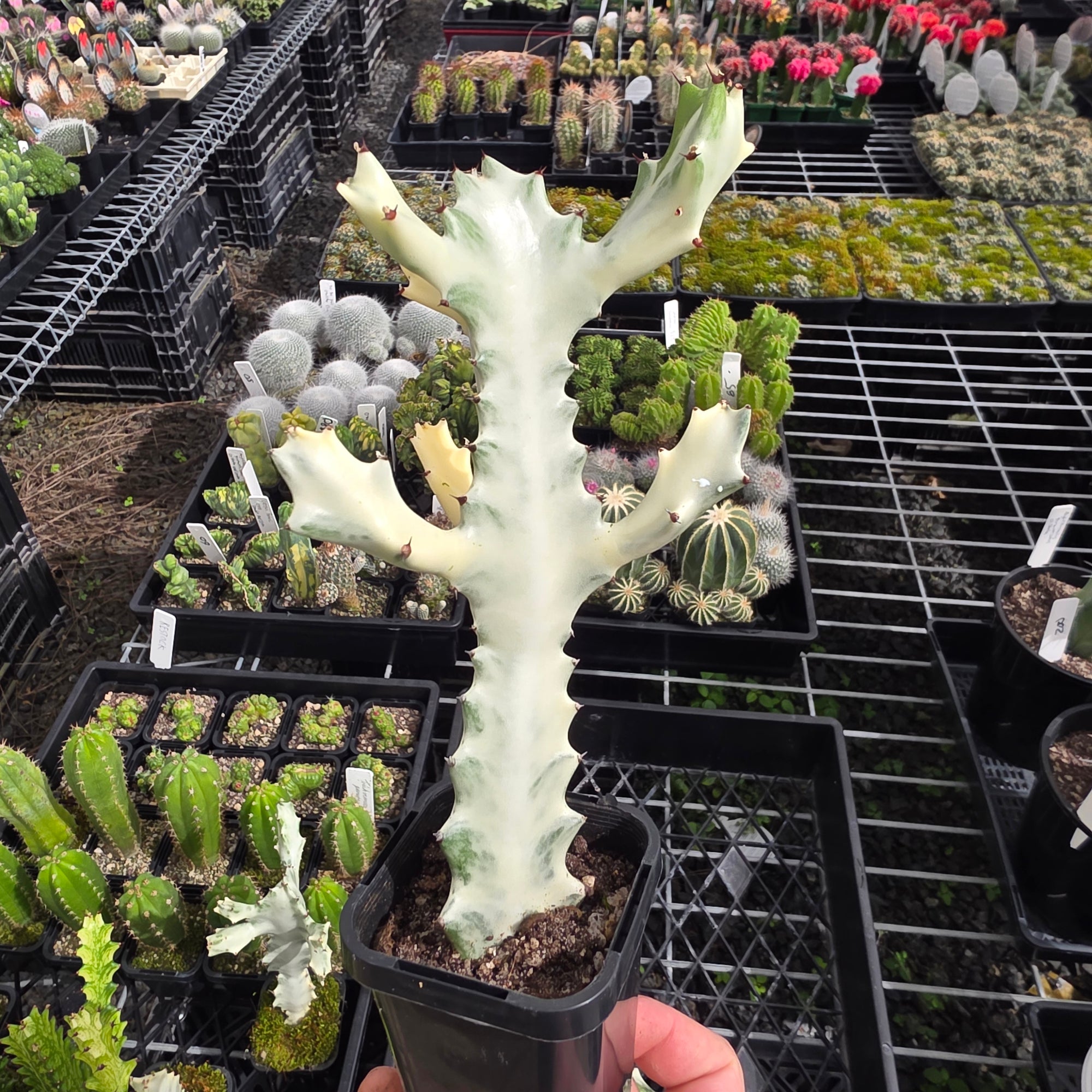 Euphorbia lactea 'Grey Ghost' (WA Prohibited)
