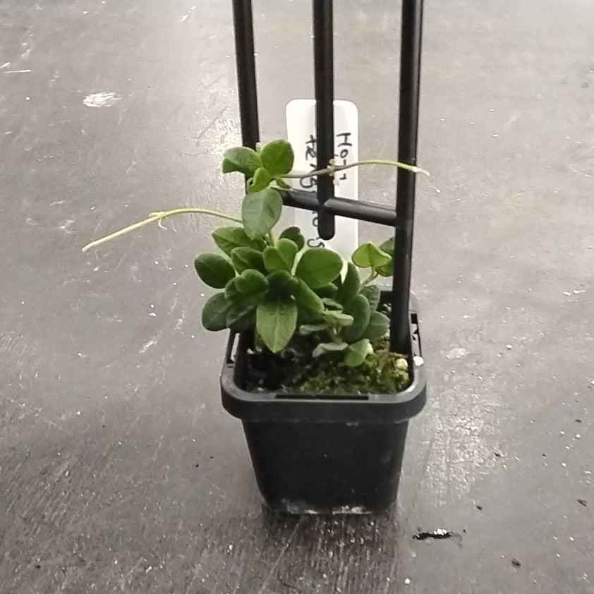 Hoya tengchongensis (Not WA)