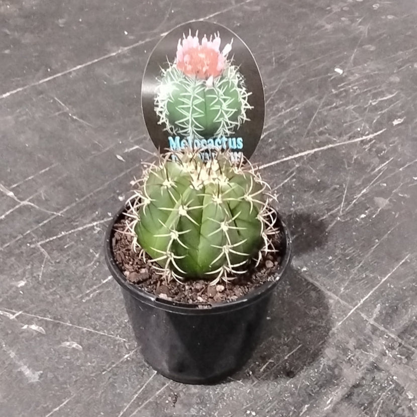 Melocactus matanzanus 'The Dwarf Turks' - A Compact and Striking Cactus