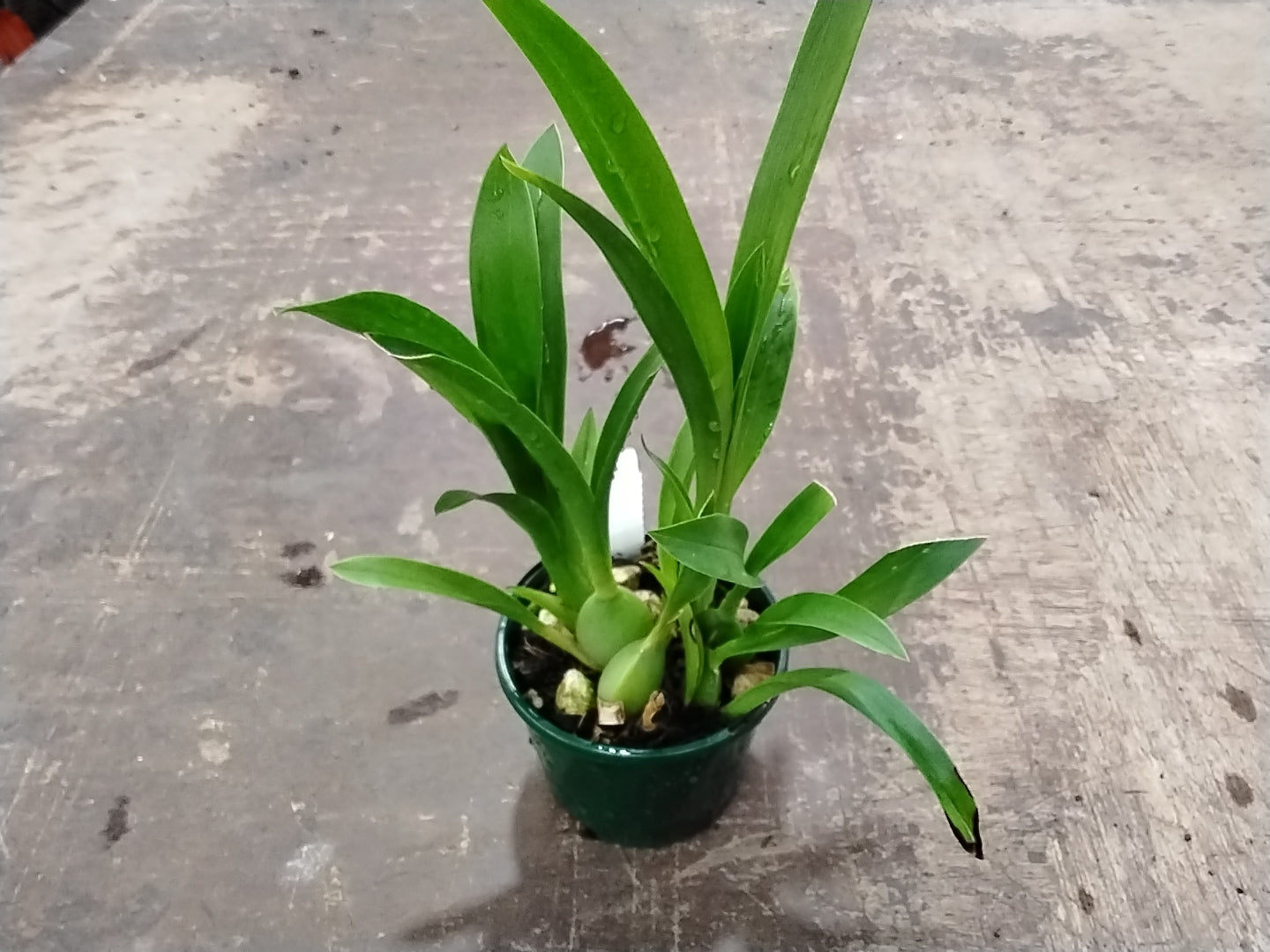Odontocidium Massai Red Star - Vibrant Orchid