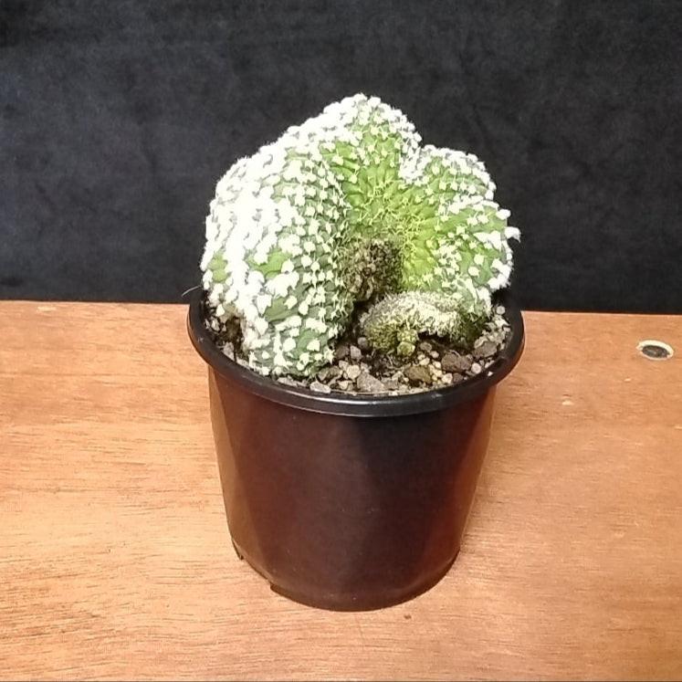 Echinopsis subdenudata f. cristata 'Frosty Top' (Syn. Echinopsis ancistrophora) – A Snow-Capped Crested Cactus