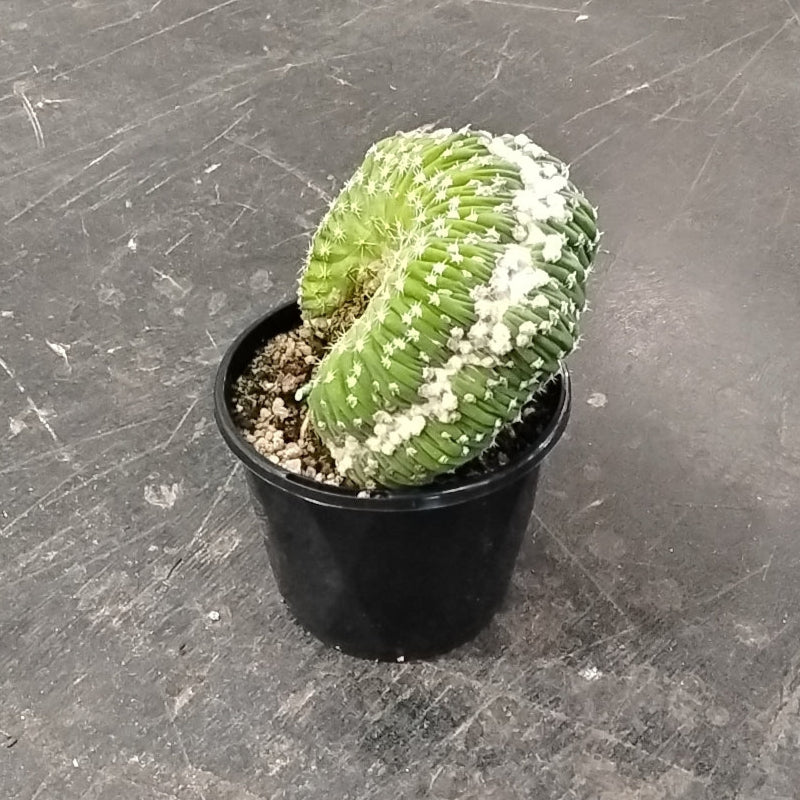 Echinopsis subdenudata f. cristata (syn. subdenudatus) - One Off Specials