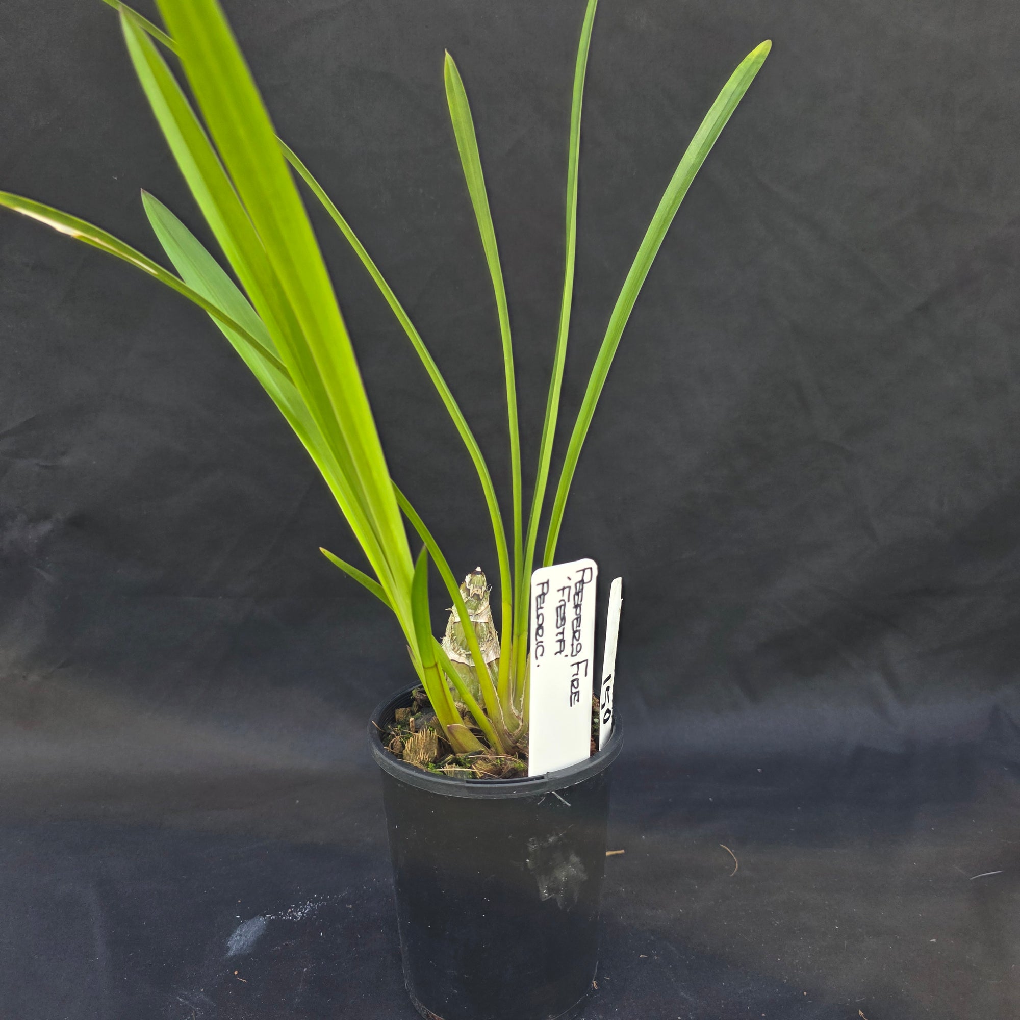 Cymbidium Peppers Fire 'Fiesta'