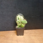 Cereus repandus (Syn. peruvianus)  'Monstrose'
