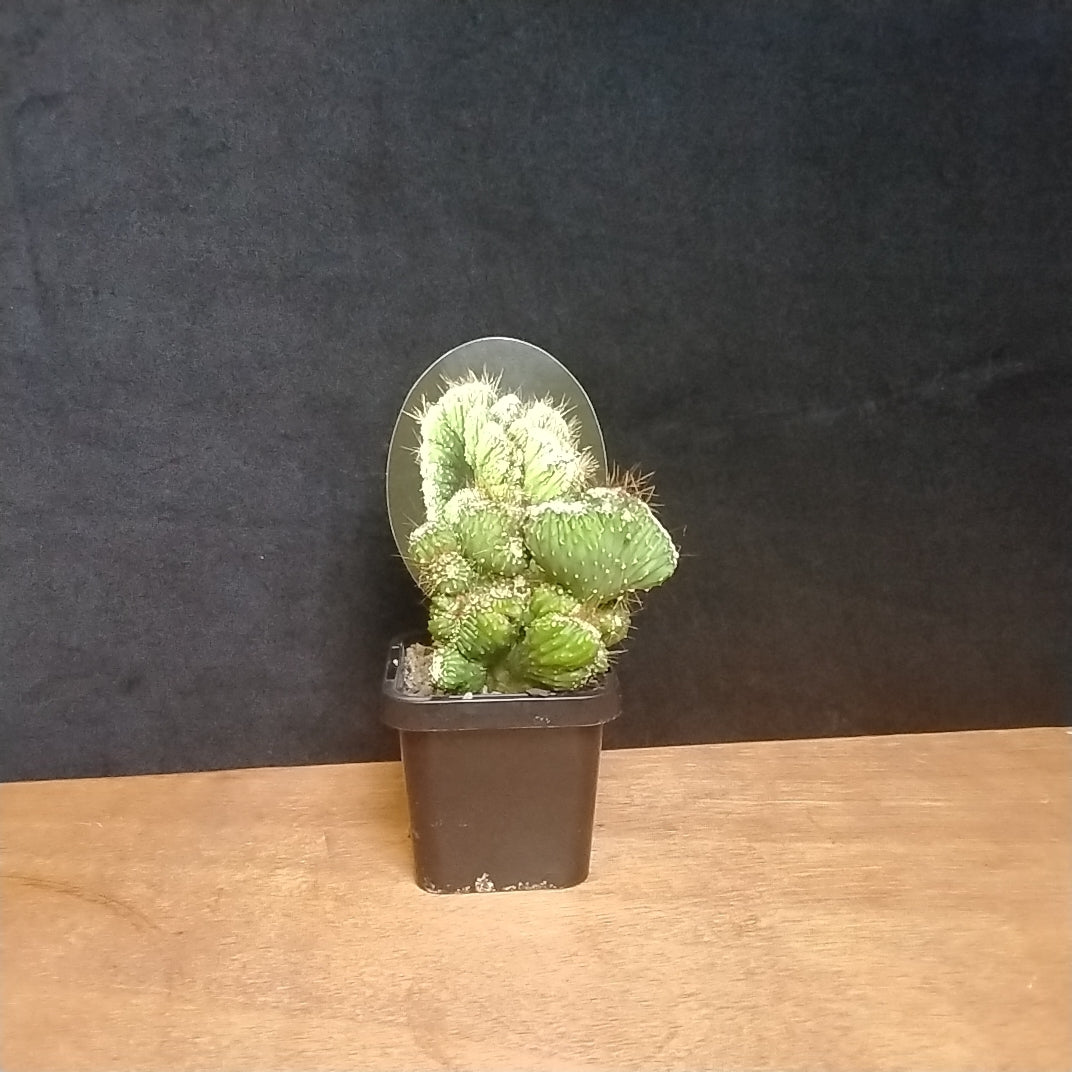 Cereus repandus (Syn. peruvianus)  'Monstrose'