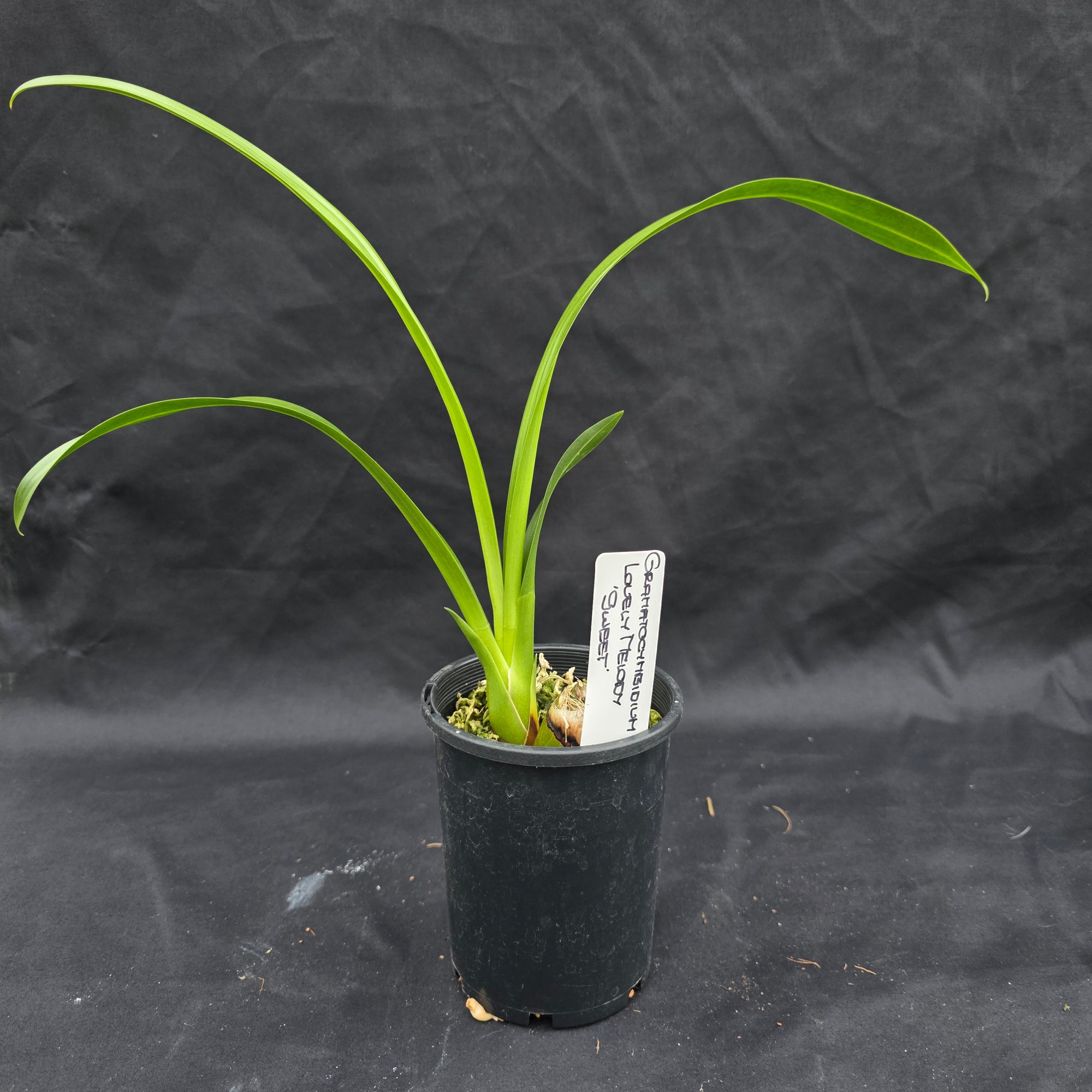 Grammatocymbidium Lovely Melody 'Sweet'
