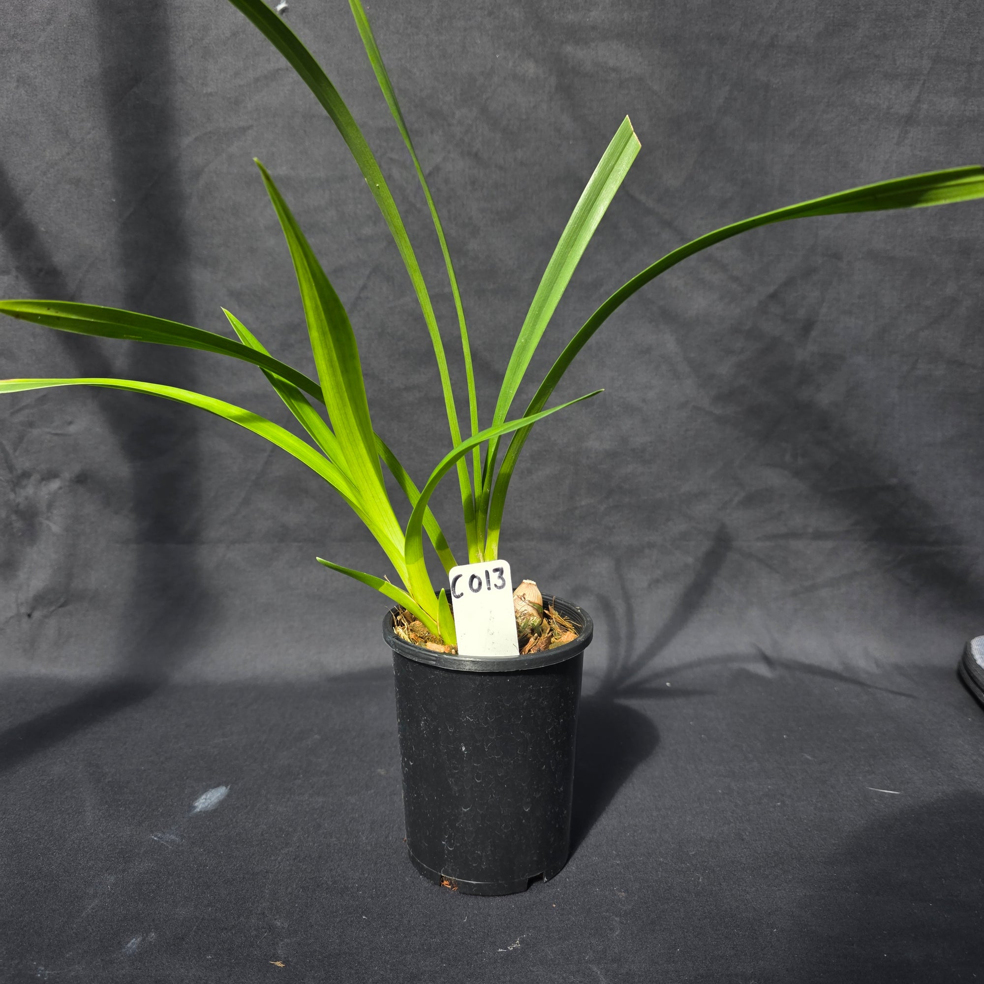Cymbidium My Sweet 'Amy'