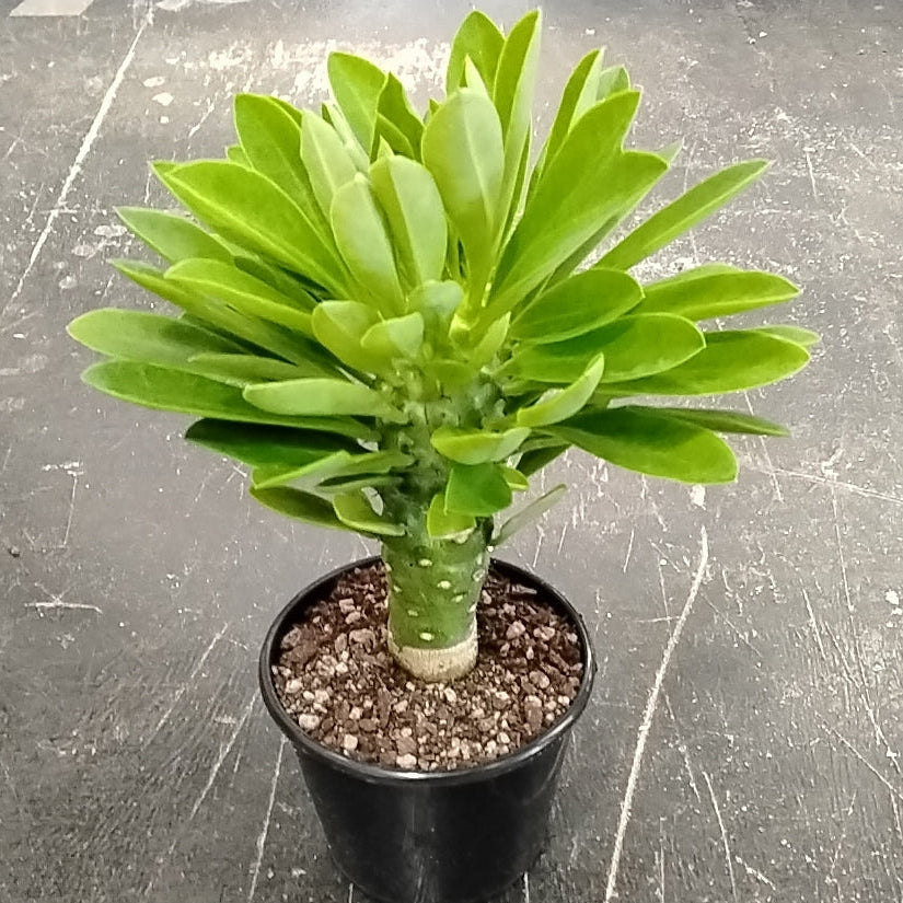 Monadenium stapelioides (WA Prohibited)