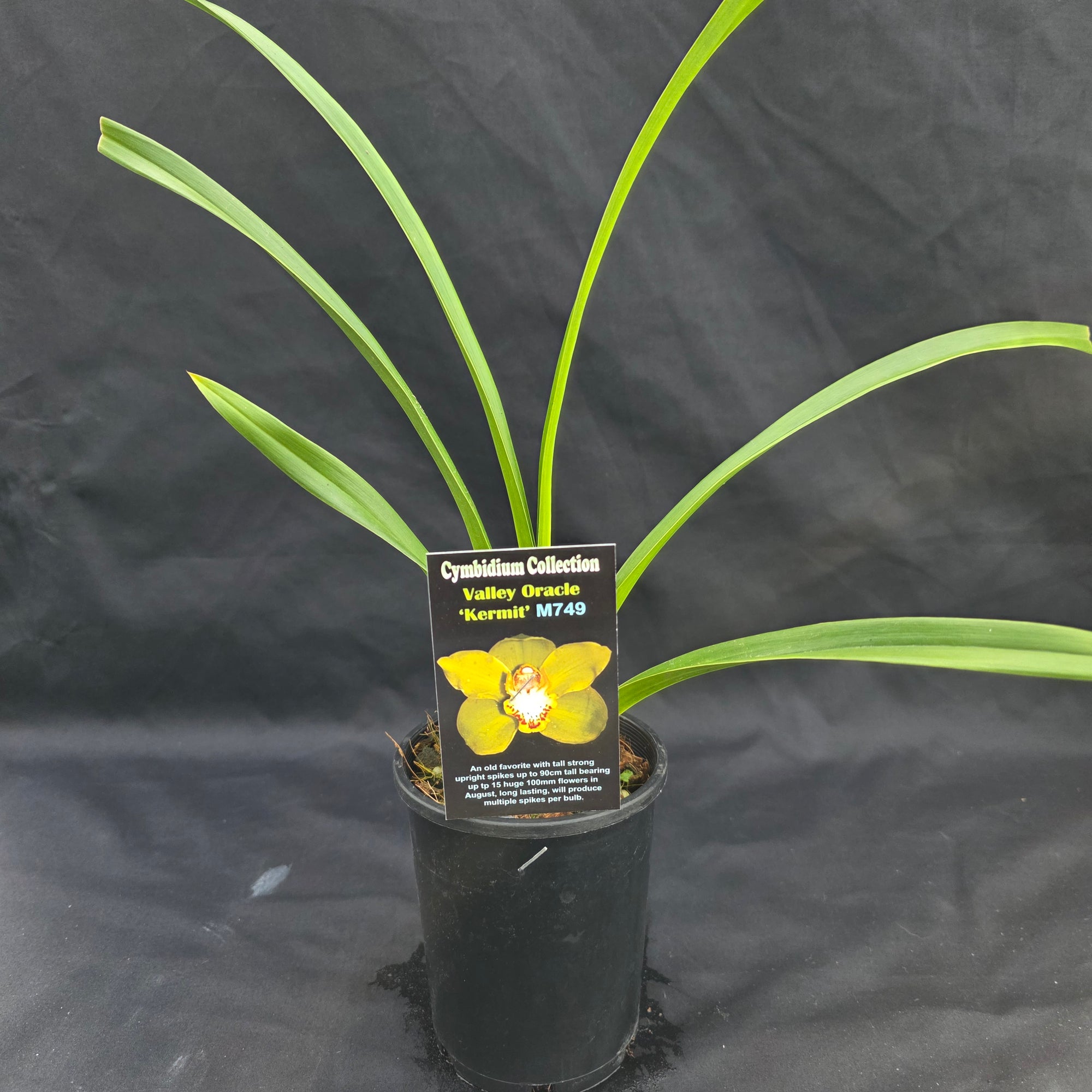 Cymbidium Valley Oracle 'Kermit'