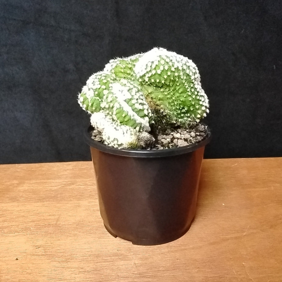 Echinopsis subdenudata f. cristata 'Frosty Top' (Syn. Echinopsis ancistrophora) – A Snow-Capped Crested Cactus