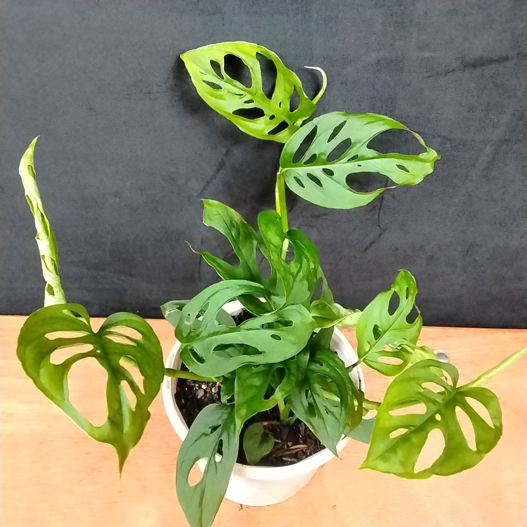 Monstera friedrichsthalii - Trailing Swiss Cheese Vine