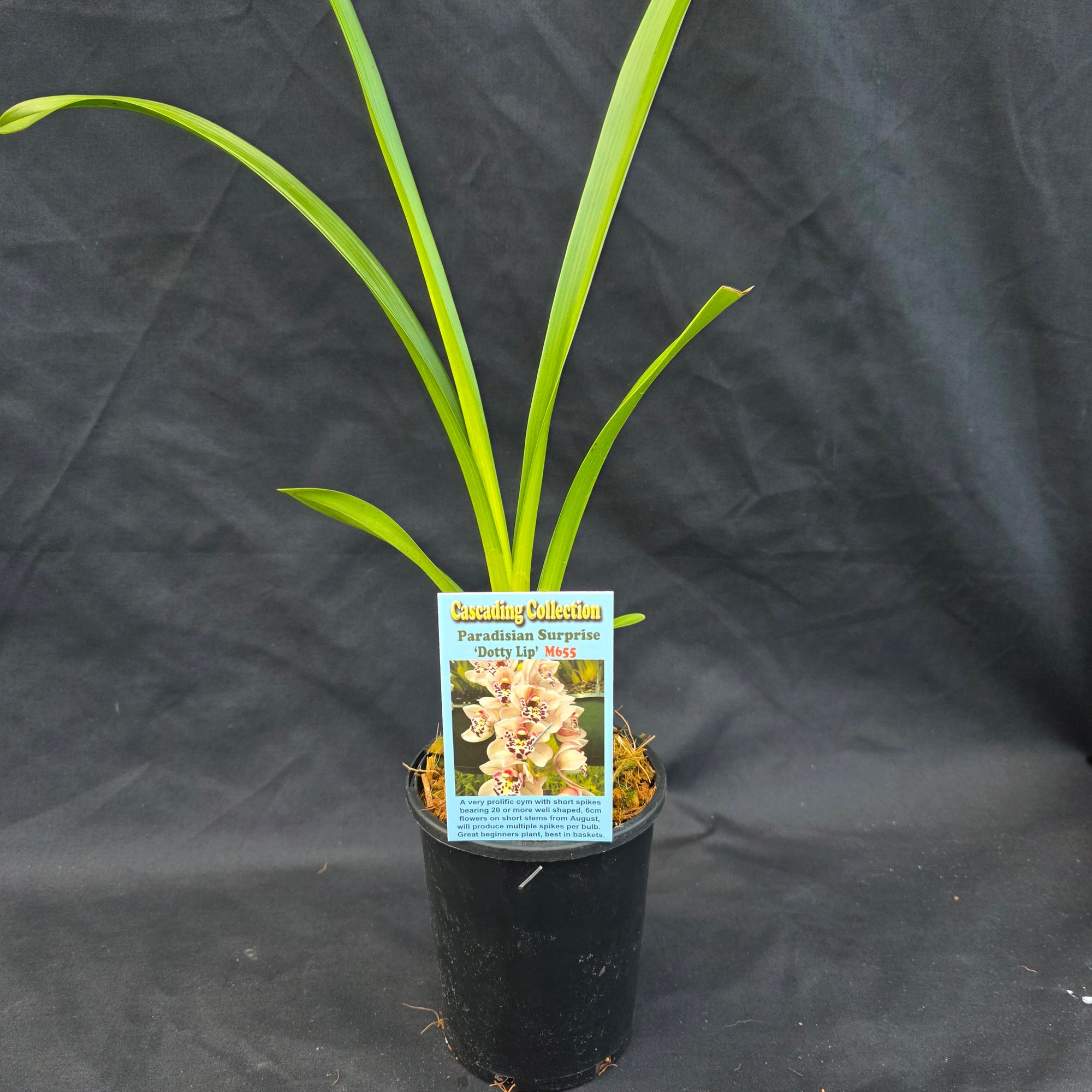 Cymbidium Paradisian Surprise 'Dotty Lip'