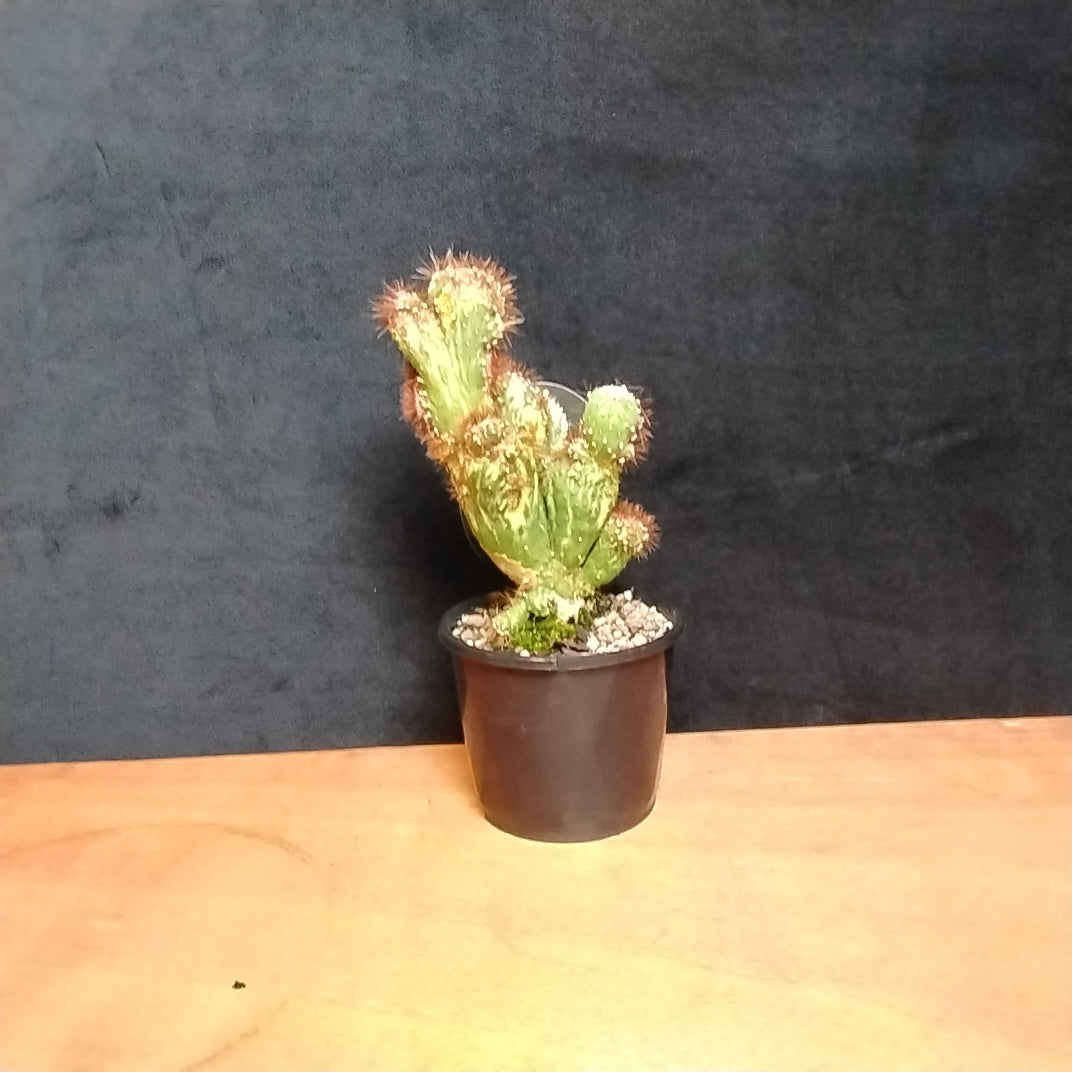Cereus forbesii (Syn. Cereus comarapanus) Monstrose Variegata – Variegated Monstrose Cactus