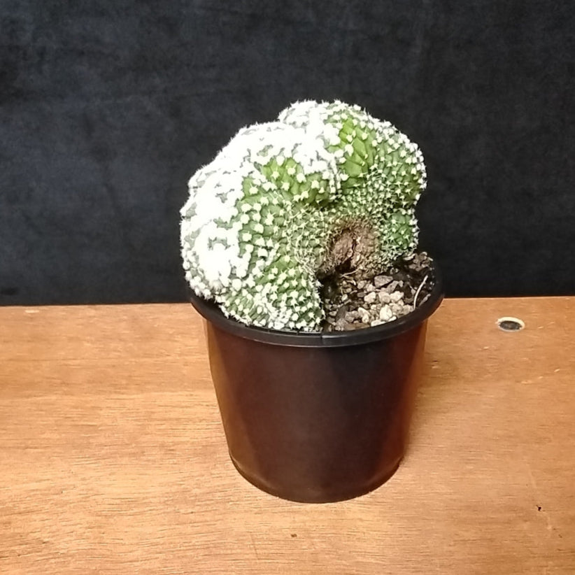 Echinopsis subdenudata f. cristata 'Frosty Top' (Syn. Echinopsis ancistrophora) – A Snow-Capped Crested Cactus