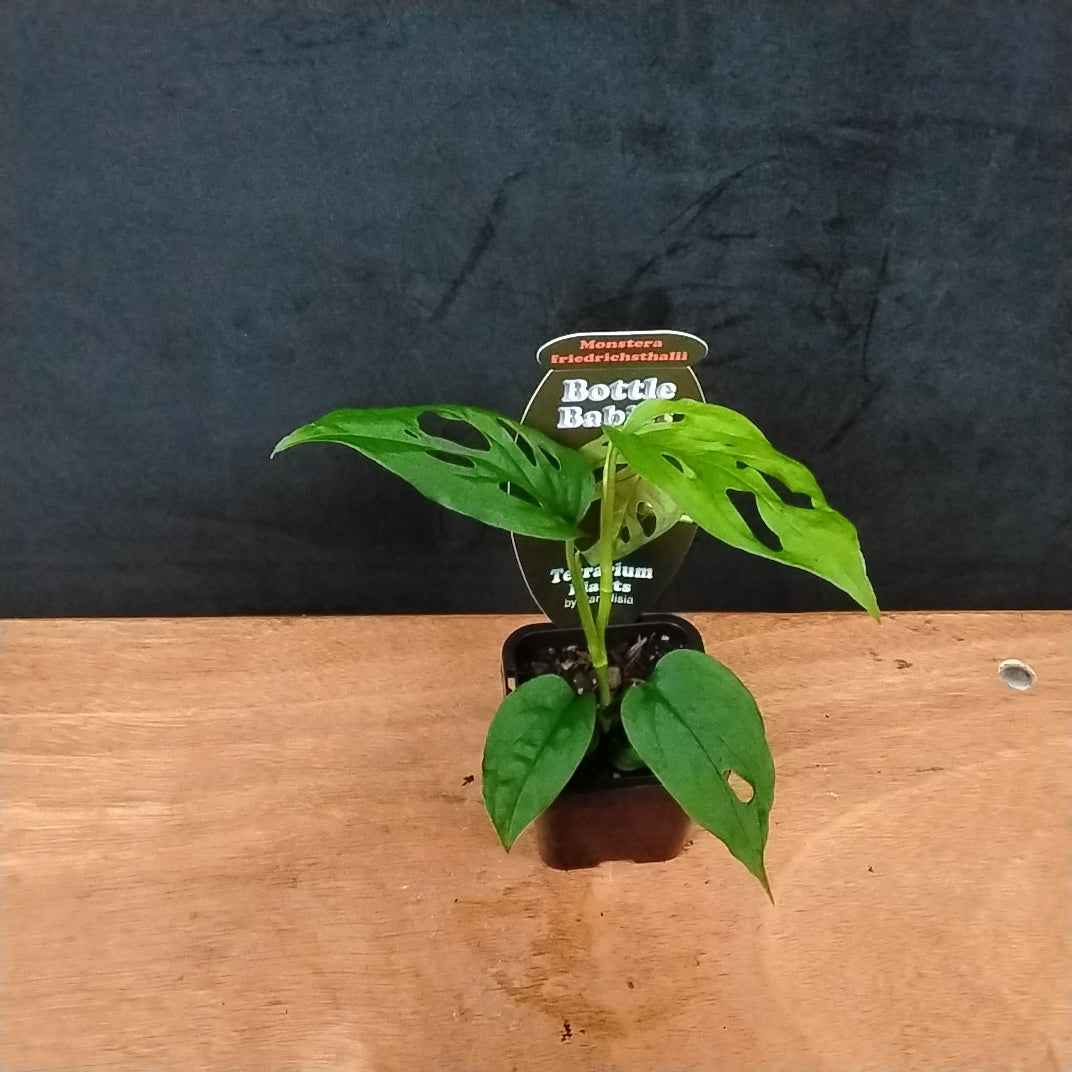 Monstera friedrichsthalii - Trailing Swiss Cheese Vine