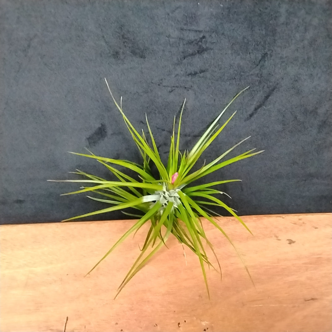 emerald forest air plant Tillandsia tenuifolia 'Emerald Forest Dark' – Collectors Online
