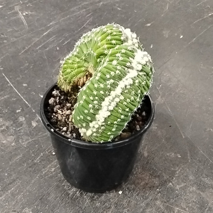 Echinopsis subdenudata f. cristata (syn. subdenudatus) - One Off Specials
