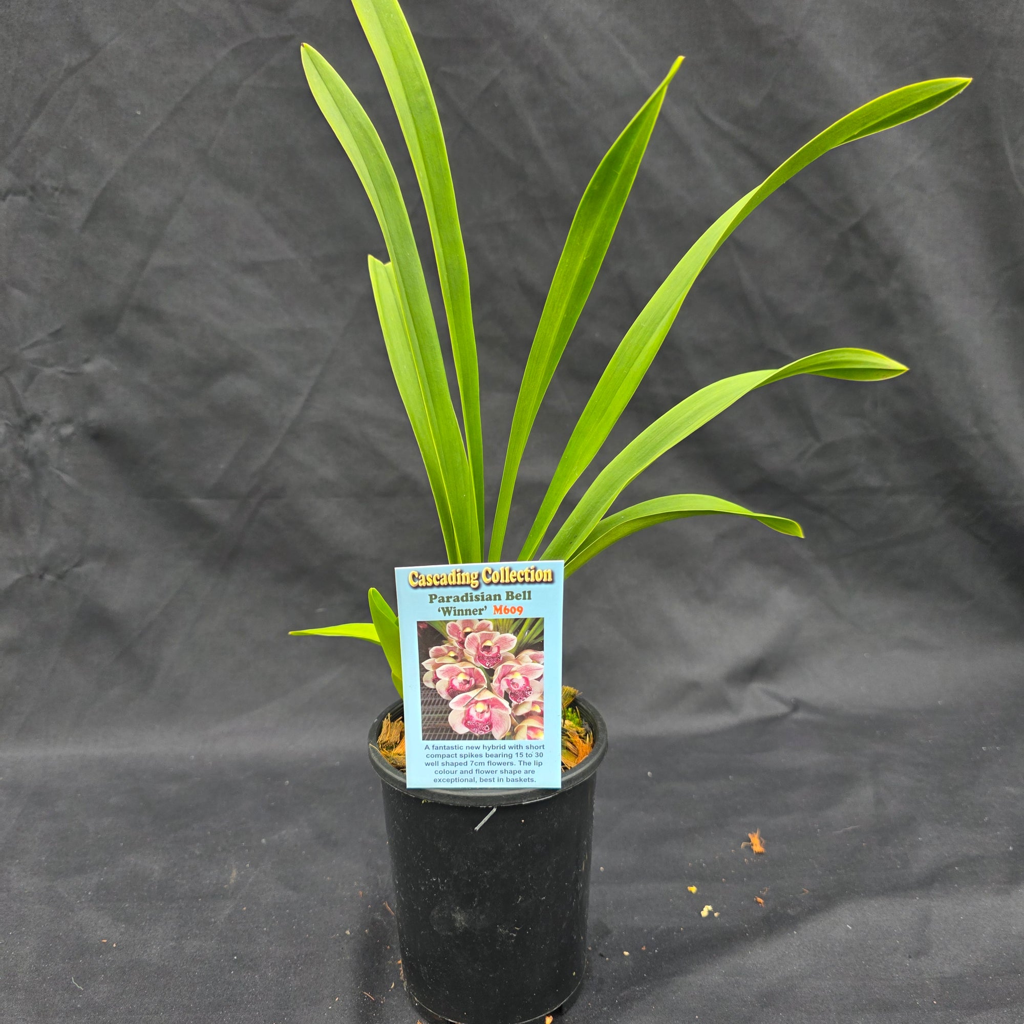 Cymbidium Paradisian Bell 'Winner'