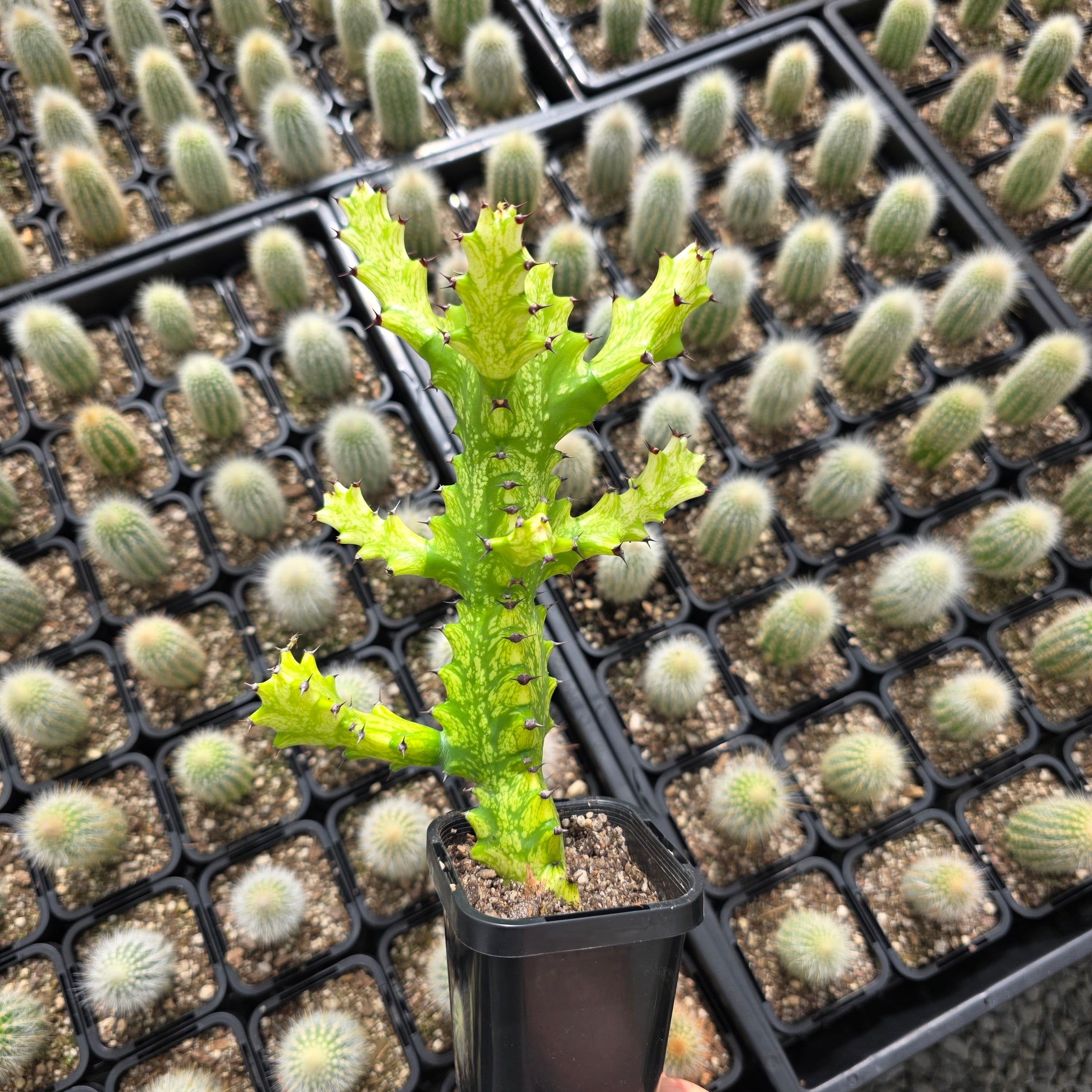 Euphorbia lactea 'Dragon Bones' Variegated (WA Prohibited)
