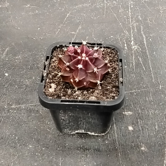 Gymnocalycium mihanovichii forma rubra - The Colourful Moon Cactus