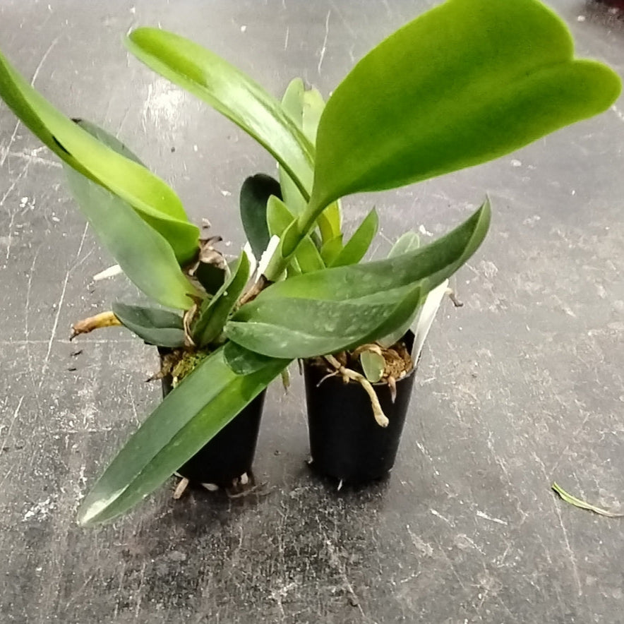 Cattleya Rlc. Nakornchaisri 'Red'