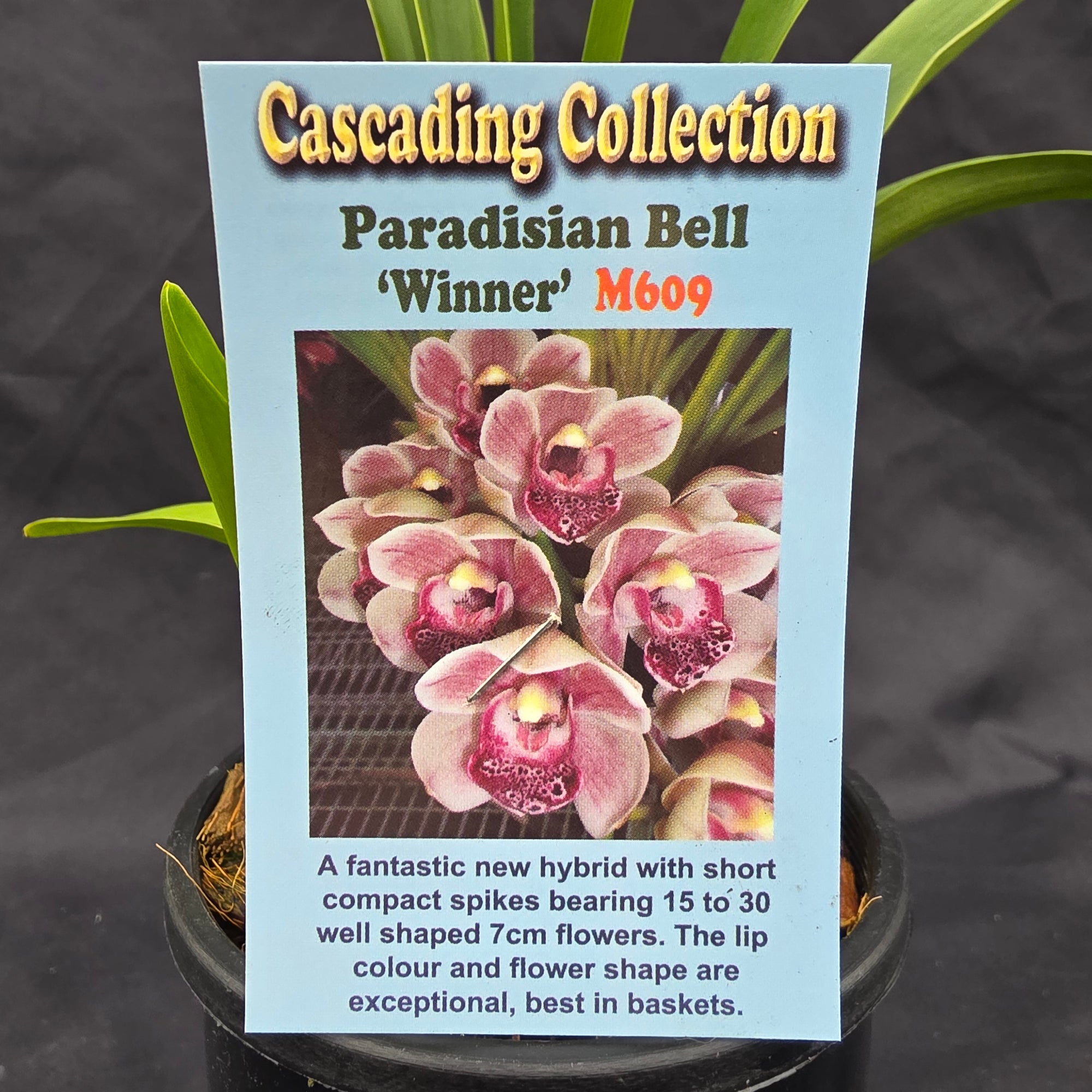 Cymbidium Paradisian Bell 'Winner'