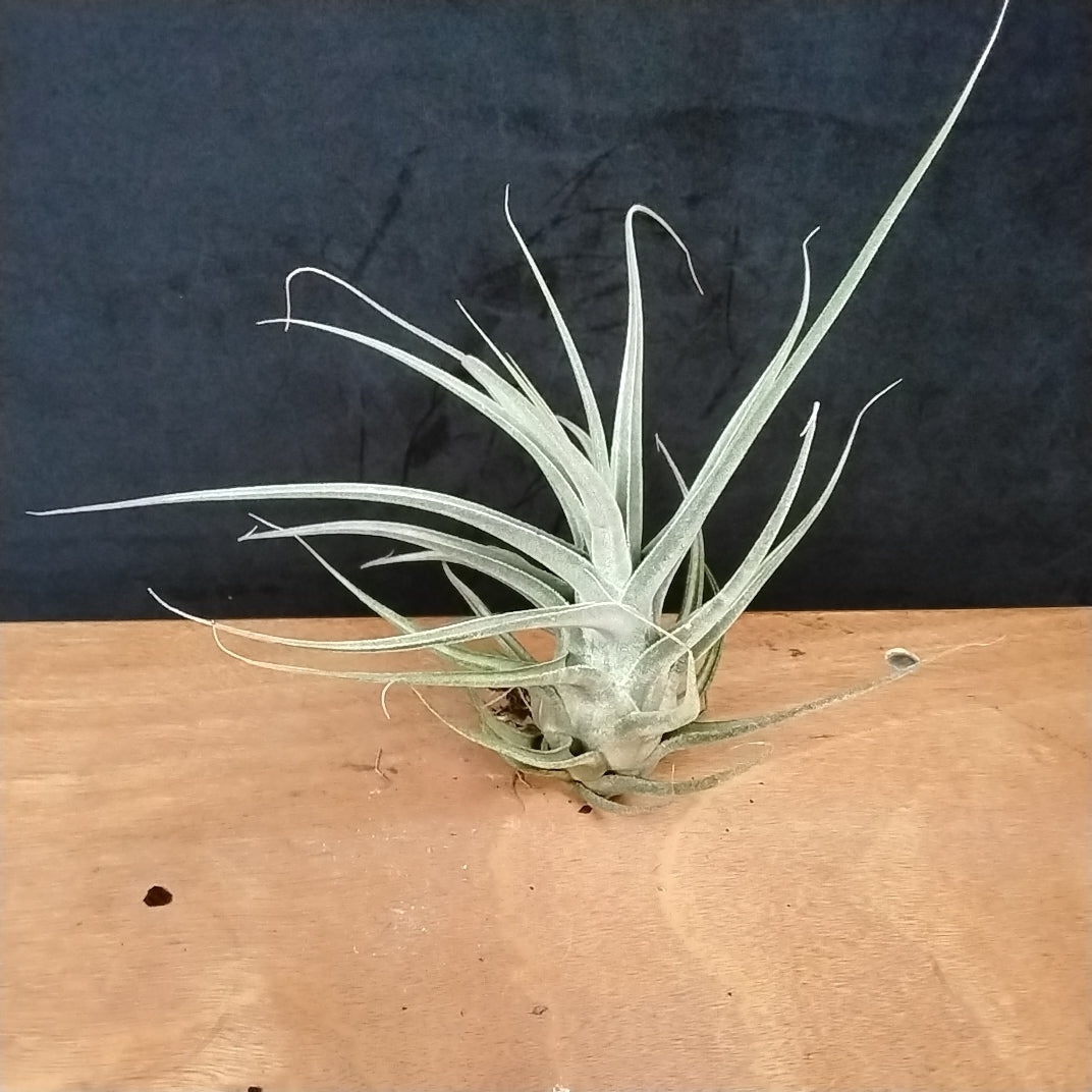 Tillandsia ehlersiana