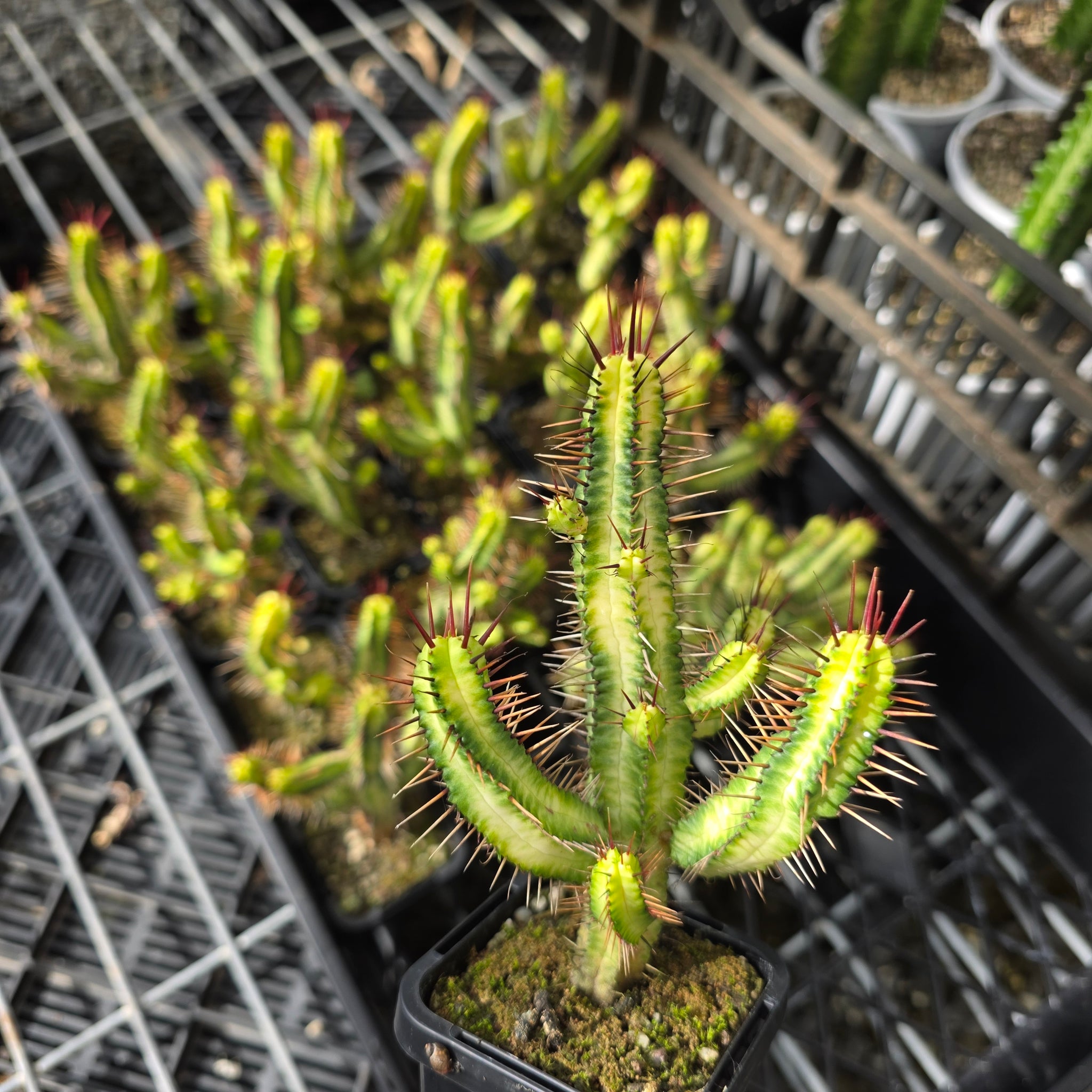 Euphorbia enopla Variegated - New Release (WA prohibited)
