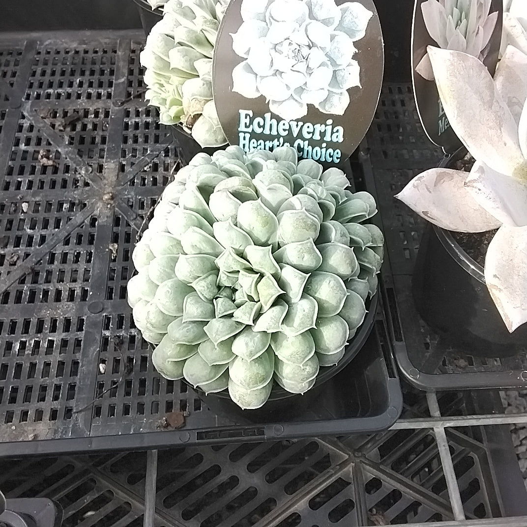 Echeveria 'Hearts Choice'