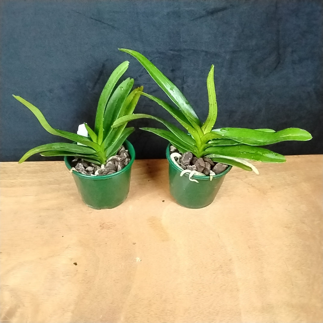 Vanda AR Bangkok Sunset × Aerides houlettiana