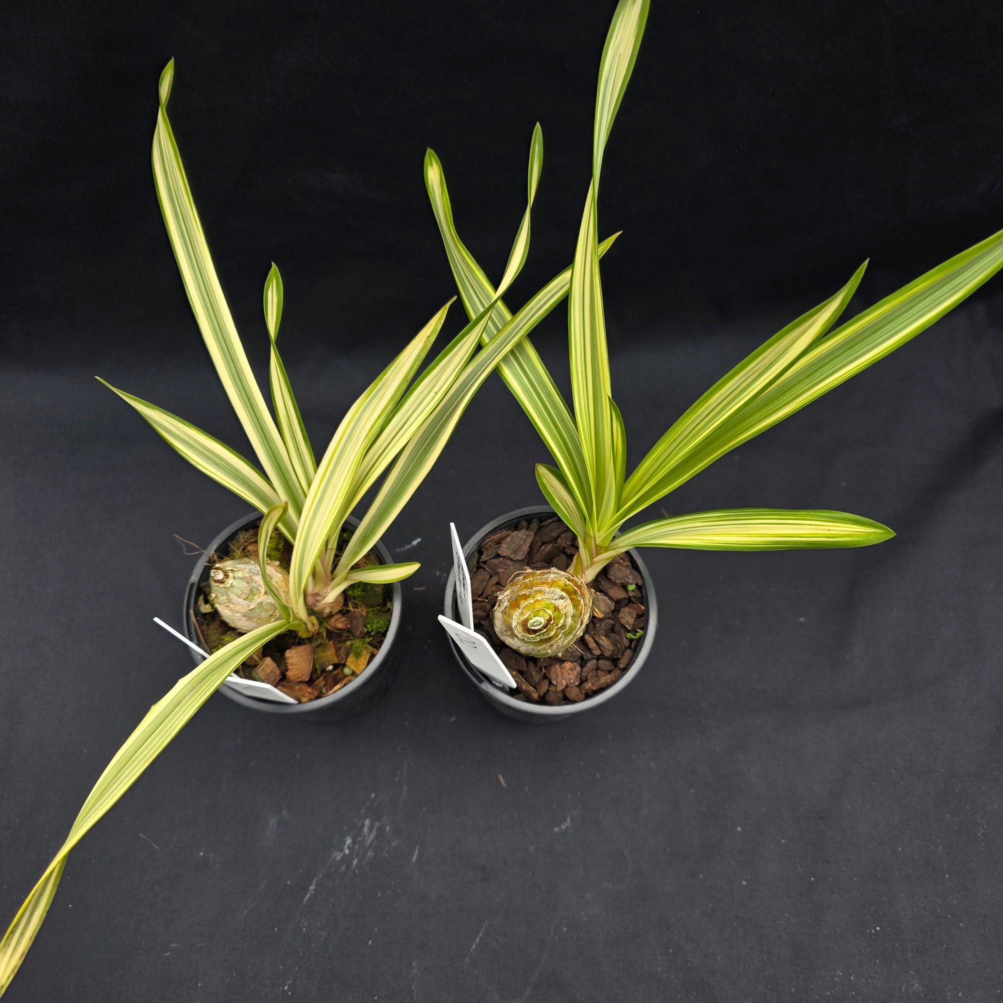 Cymbidium Rotorua 'Spell Bound' Variegated