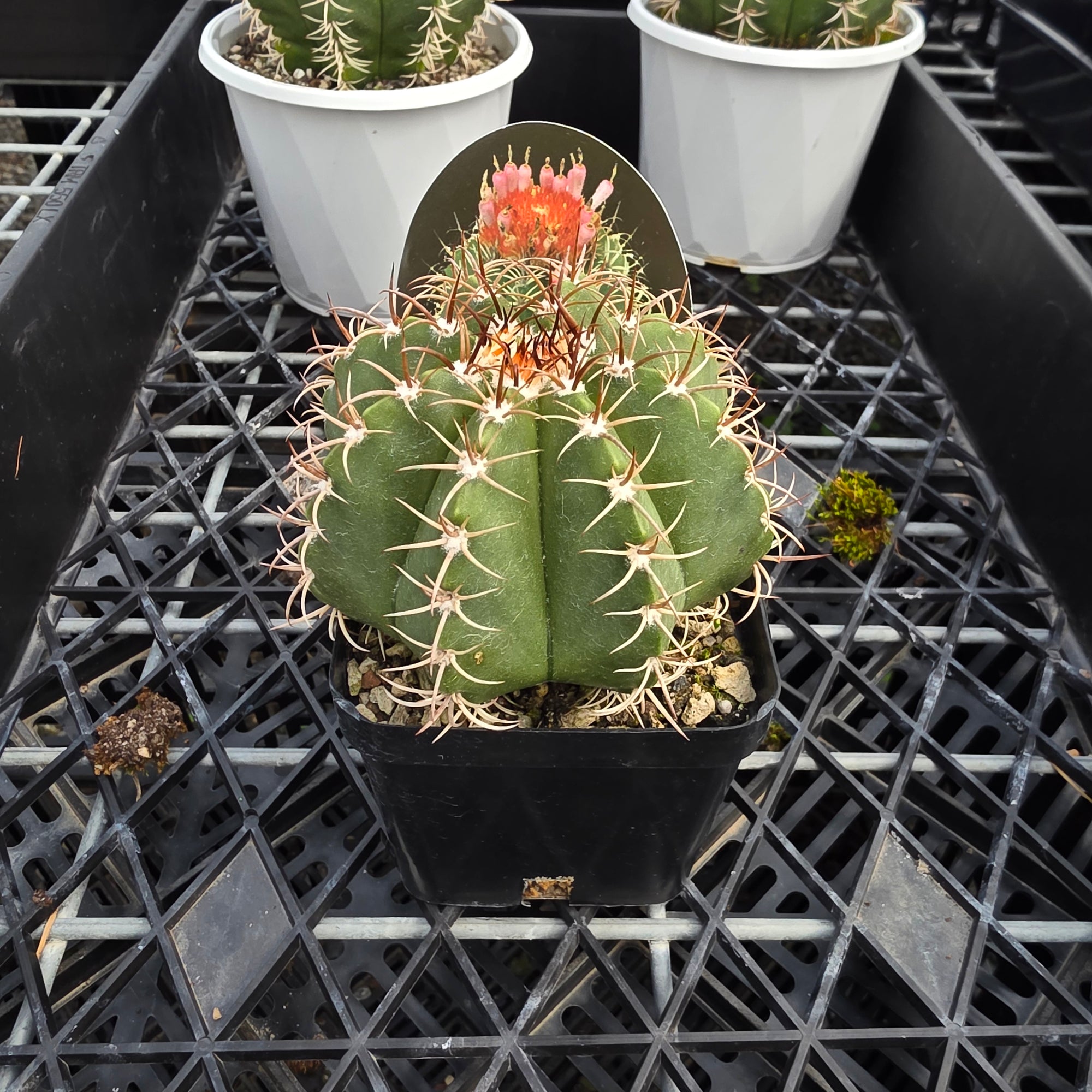 Melocactus matanzanus 'Dwarf Turks'