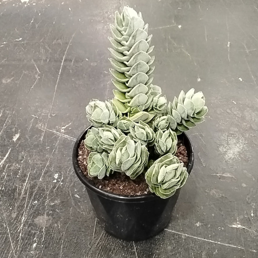 Crassula 'Ivory Pagoda'  (WA Prohibited)
