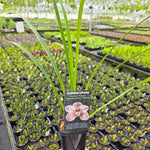 Cymbidium Forrest Place 'Queen Jewel'