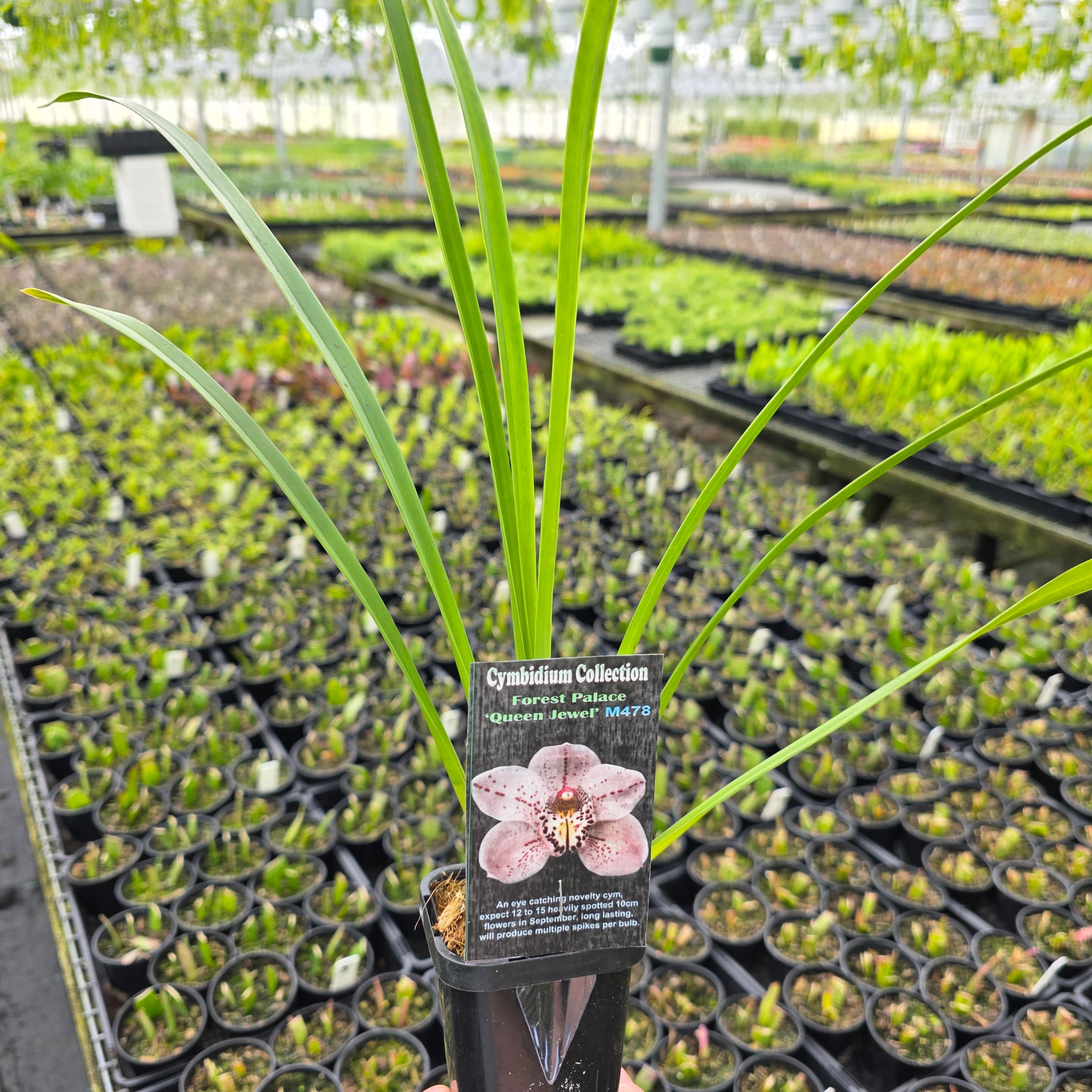 Cymbidium Forrest Place 'Queen Jewel'