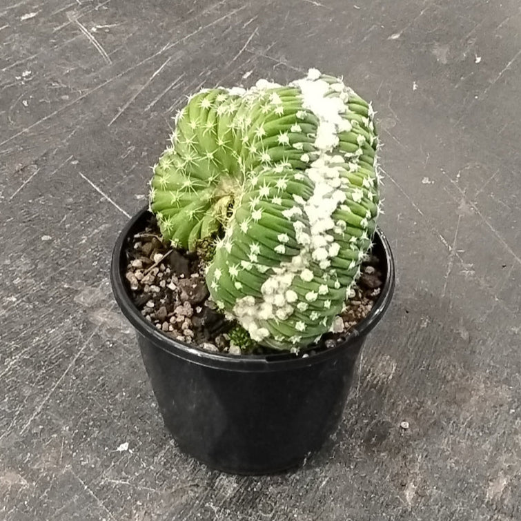 Echinopsis subdenudata f. cristata (syn. subdenudatus) - One Off Specials