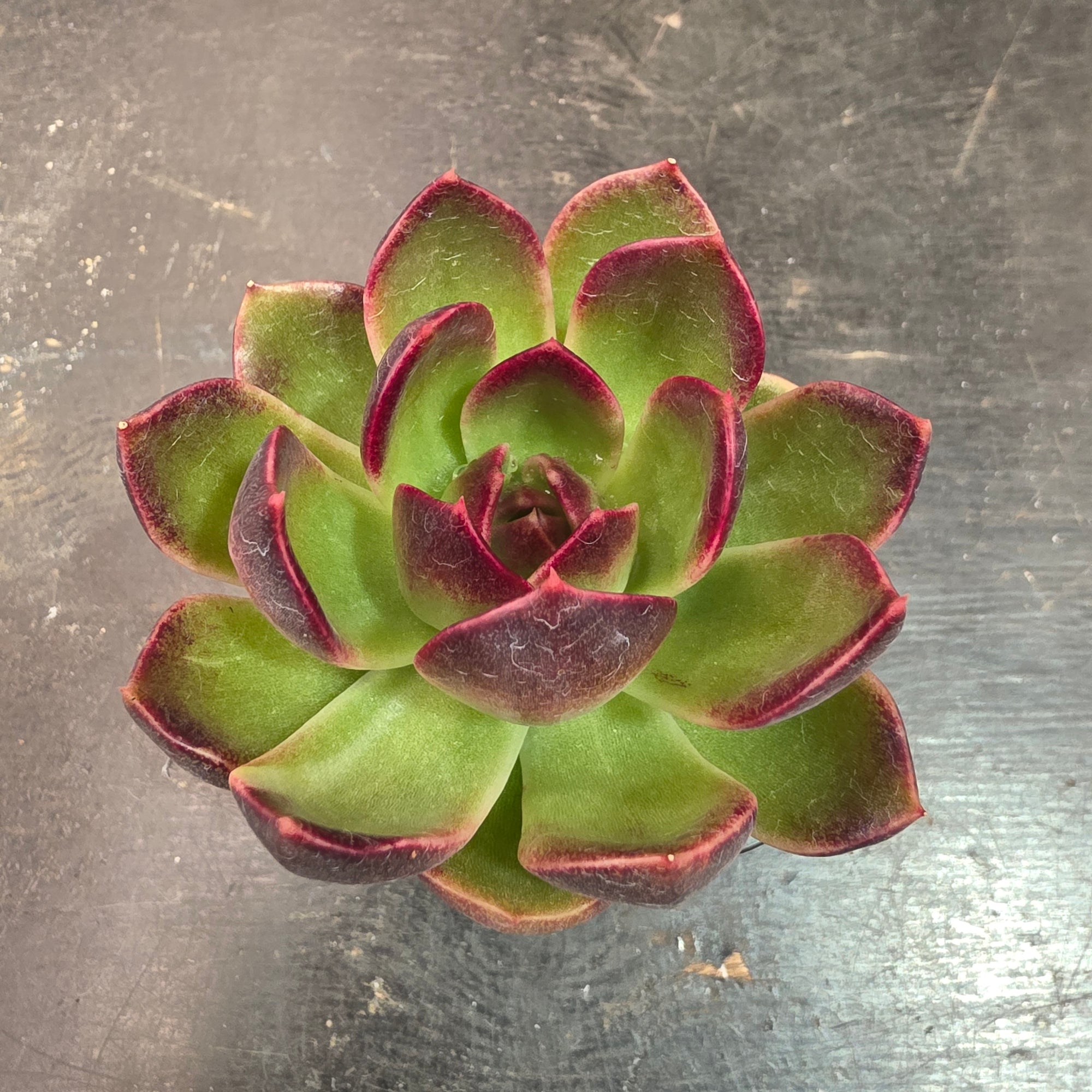 Echeveria 'Demon Eye'