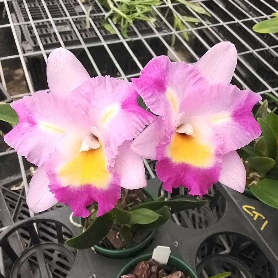 Cattleya Alliance Otaara Hwa Yuan Bay 'She Shu'