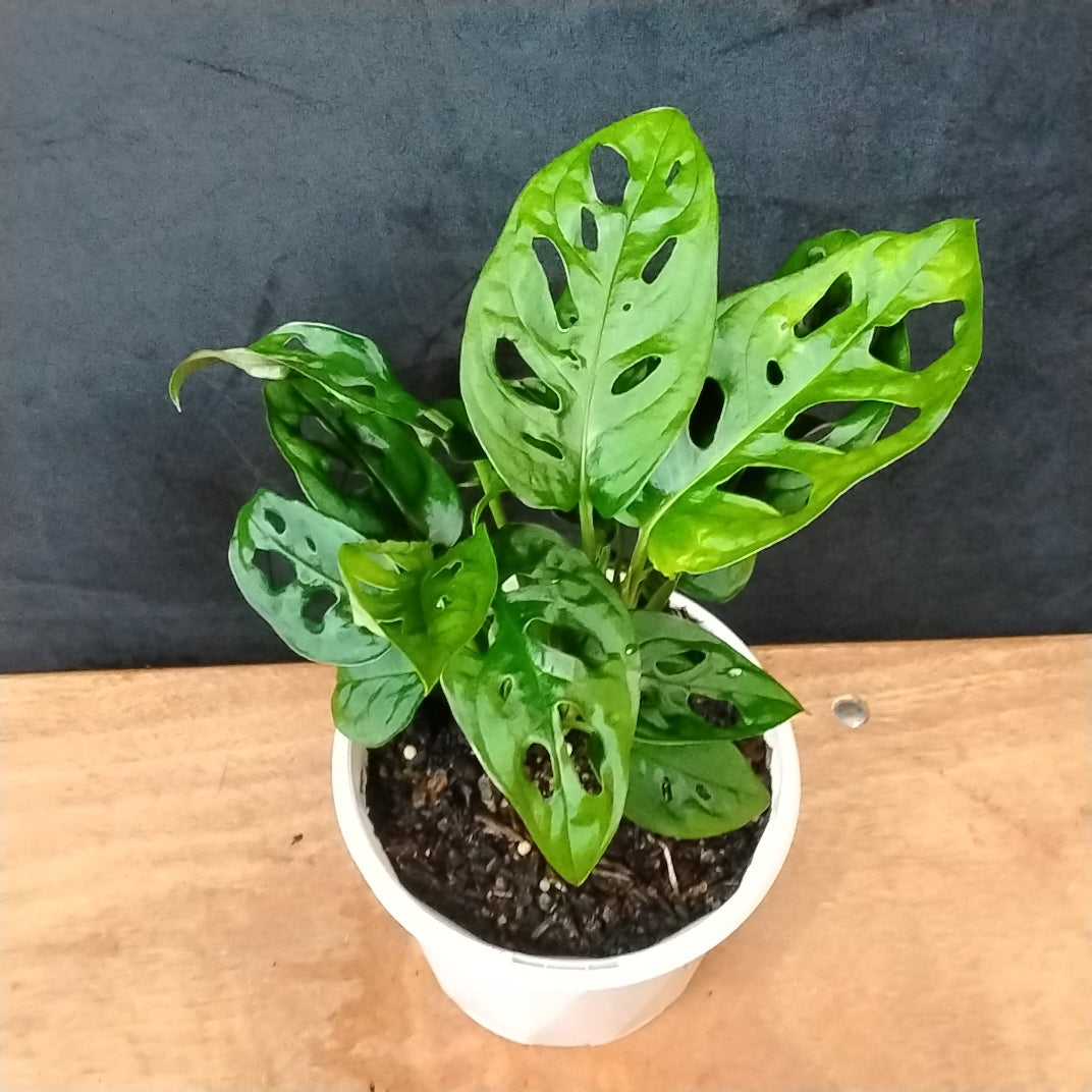 Monstera adansonii –  Swiss Cheese Vine Upright Form