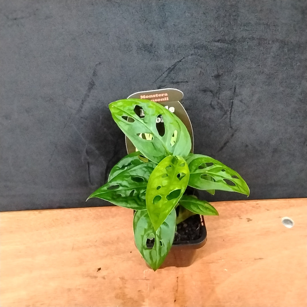 Monstera adansonii –  Swiss Cheese Vine Upright Form